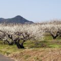 小城市三里牛尾梅まつり