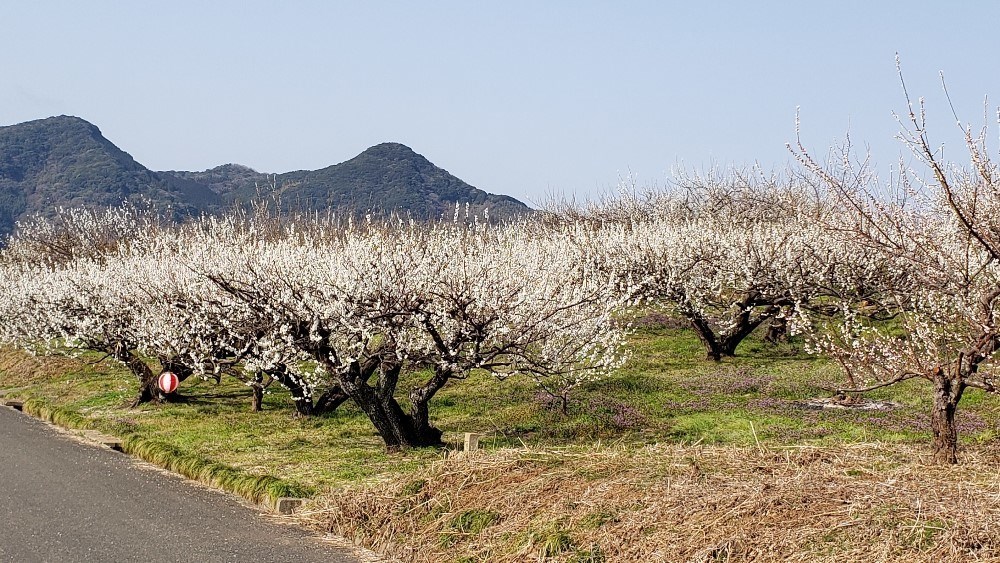 小城市三里牛尾梅まつり