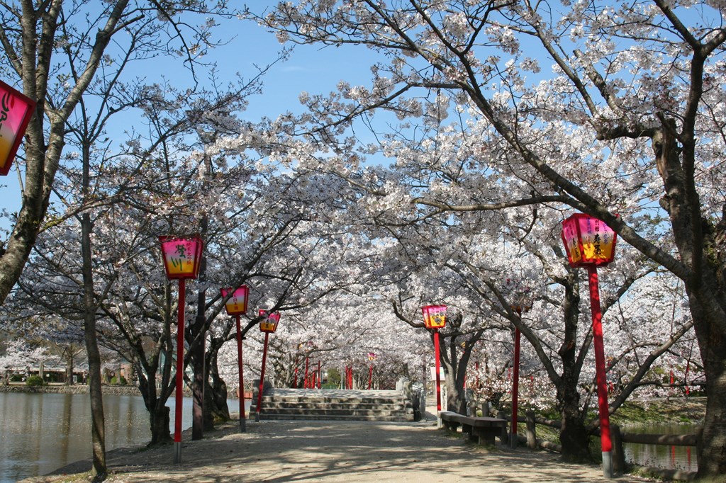 小城公園の花見