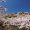 花立公園さくらまつり