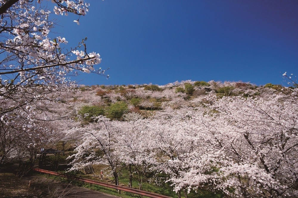 花立公園さくらまつり