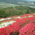 日輪寺公園つつじ祭り