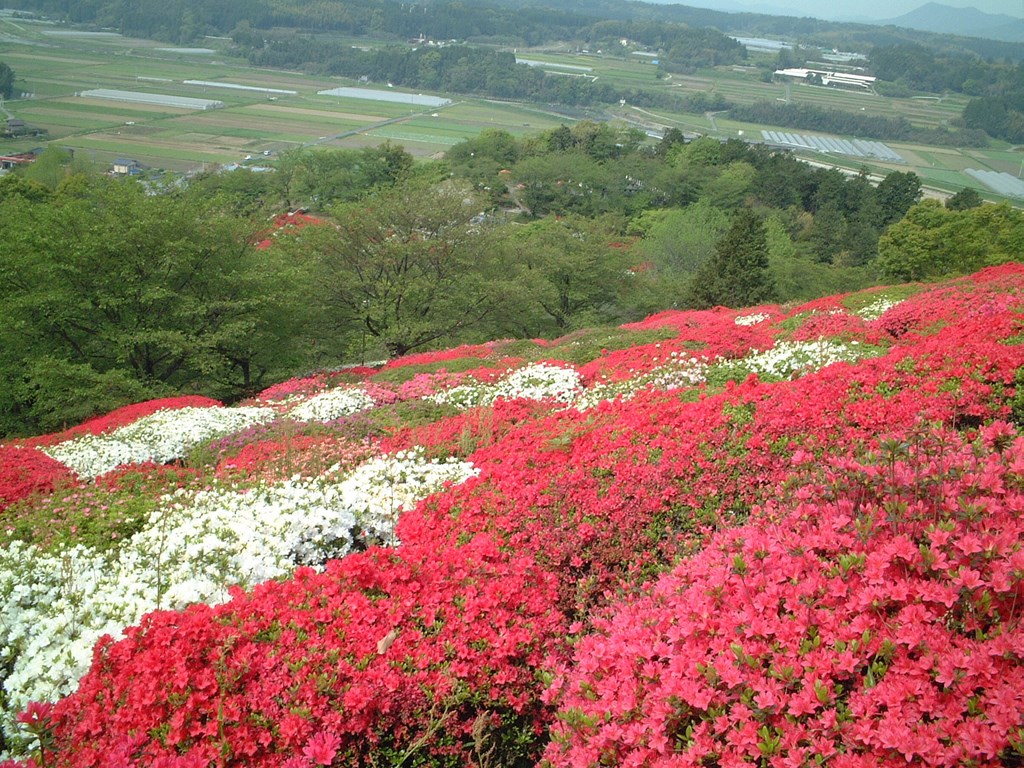 日輪寺公園つつじ祭り