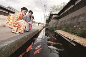 鯉の遊泳